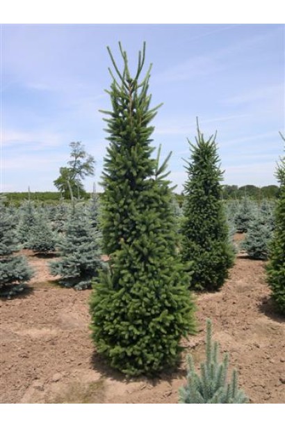 Ялина звичайна / європейська Купрессіна